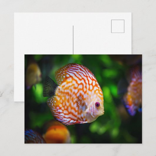 ディスカス魚 ポストカード (正面/裏面)