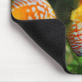 ディスカス魚，水族館，淡水 マウスパッド (コーナー)