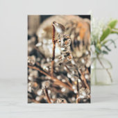 ディスコクリスマス 招待状 (スタンド正面)