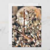 ディスコ・クリスマス 招待状 (正面)