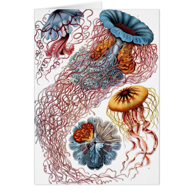 ディスメ科 (正面)