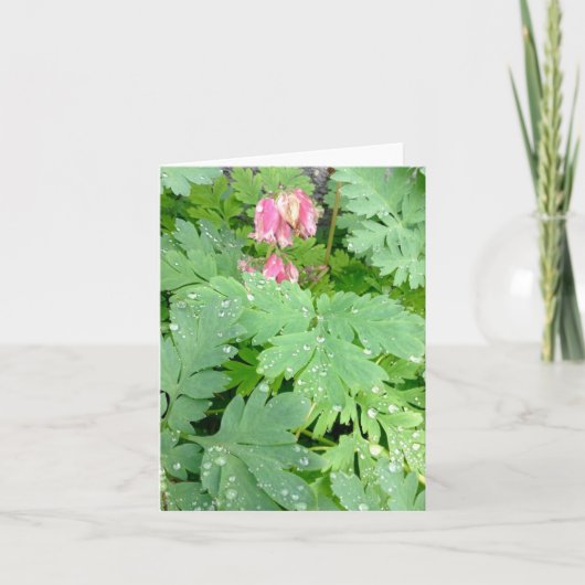 ディセントラ・スペシオサ シーズンカード (正面)