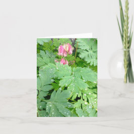 ディセントラ・スペシオサ シーズンカード