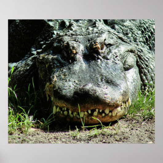 ディナソー ポスター (正面)