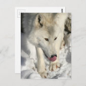 ディナータイムアークティックウルフ ポストカード (正面/裏面)