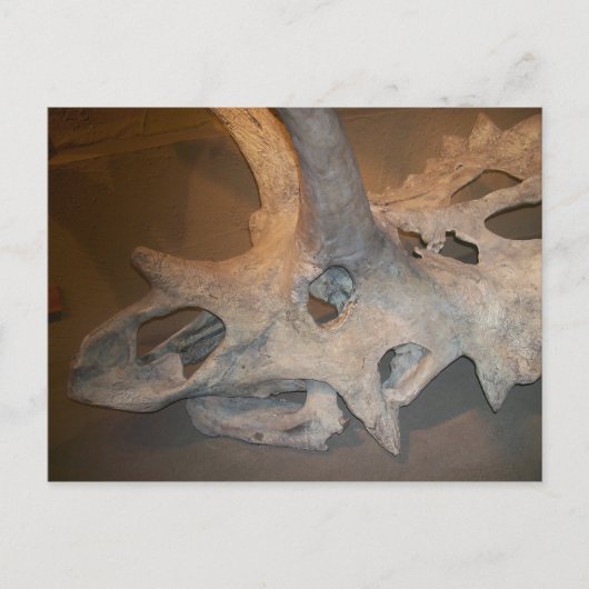 ディノさん#2 ポストカード (正面)