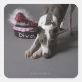 ディバボウル付きの犬は、床を嗅ぎ回す スクエアシール (正面)