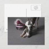 ディバボウル付きの犬は、床を嗅ぎ回す ポストカード (正面/裏面)