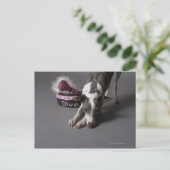 ディバボウル付きの犬は、床を嗅ぎ回す ポストカード (スタンド正面)