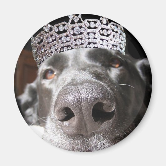 ディバ磁石 マグネット (正面)