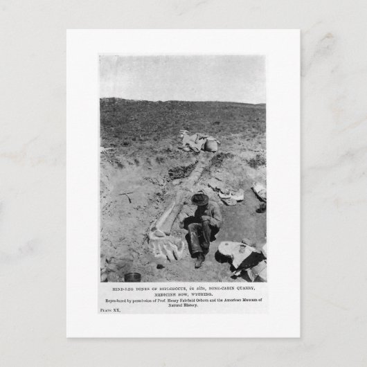 ディプロドクス恐竜の芸術はがき ポストカード (正面)