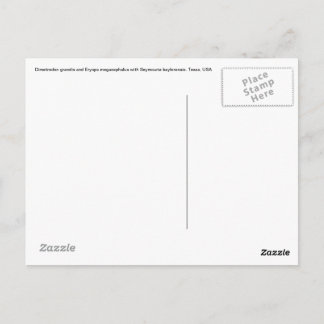 ディメトロドンのポストカード ポストカード