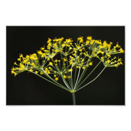 ディル(Anethum graveolens) フォトプリント