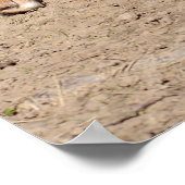 ディンゴ歩く ポスター (角)