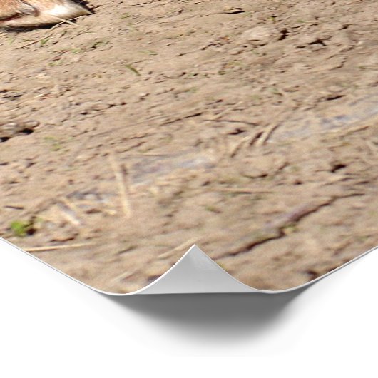 ディンゴ歩く ポスター (角)