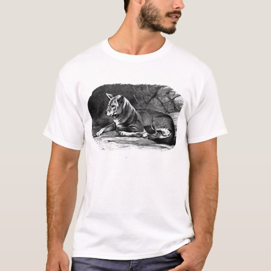 ディンゴ Tシャツ (正面)