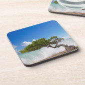 ディヴィディヴィツリー、イーグルビーチ、アルバカリブの、 コースター (左側)