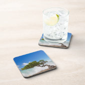 ディヴィディヴィツリー、イーグルビーチ、アルバカリブの、 コースター (右側)