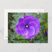 ディープパープルのハイビスカスの花 ポストカード (正面/裏面)
