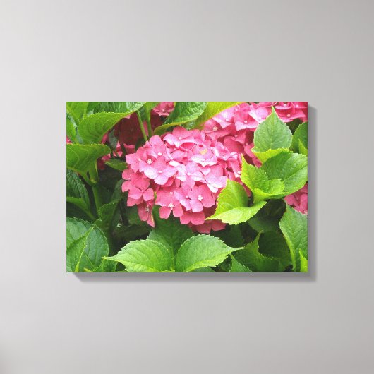 ディープピンクの紫陽花の花 キャンバスプリント (正面)