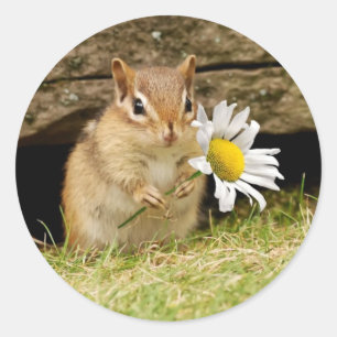 デイジーが付いている愛らしいベビーのシマリス ラウンドシール
