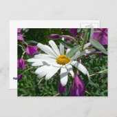 デイジーと雑草ワイルドフラワー ポストカード (正面/裏面)