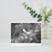 デイジーのみ – はがき (スタンド正面)