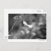 デイジーのみ – はがき (正面/裏面)
