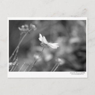 デイジーのみ – はがき
