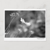 デイジーのみ – はがき (正面)