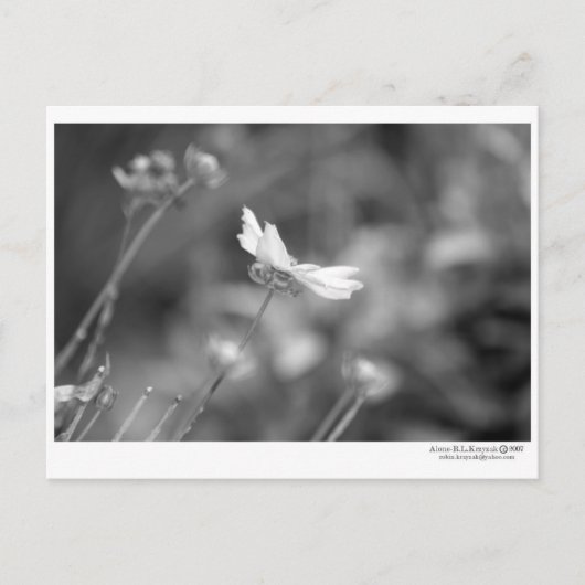 デイジーのみ – はがき (正面)