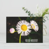 デイジーのフラバネ花。あなたは素晴らしい！ サンキューカード (スタンド正面)
