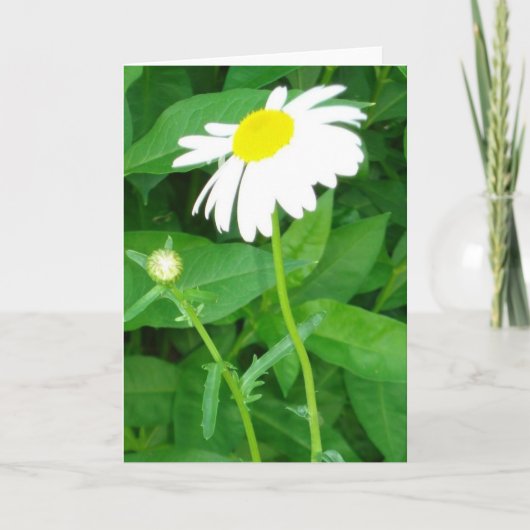 デイジーのメッセージカード カード (正面)