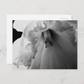 デイジーのモノクロ写真 ポストカード (正面/裏面)