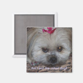 デイジーの写真は私が一番かわいい犬か？ マグネット (正面/裏面)