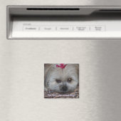 デイジーの写真は私が一番かわいい犬か？ マグネット (インサイチュ (食洗機))