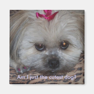 デイジーの写真は私が一番かわいい犬か？ マグネット