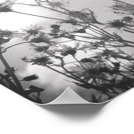 デイジーの日の白黒のデイジーの花のアーカイブ ポスター (角)