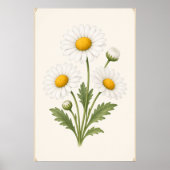 デイジーの植物画、4月の誕生花の壁掛けアート ポスター (正面)