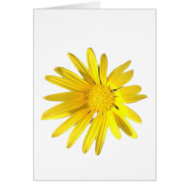 デイジーの注空白の意 – カスタマイズ