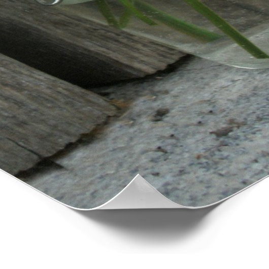 デイジーの瓶と黒い目のサザンズ ポスター (角)