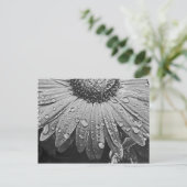 デイジーの花のぴかぴか光る雨低下 ポストカード (スタンド正面)