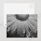 デイジーの花のぴかぴか光る雨低下 ポストカード (正面/裏面)