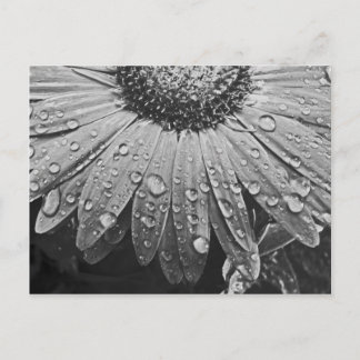 デイジーの花のぴかぴか光る雨低下 ポストカード