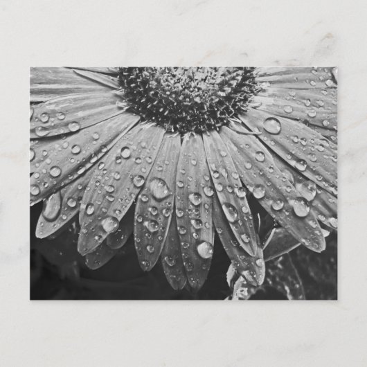 デイジーの花のぴかぴか光る雨低下 ポストカード (正面)