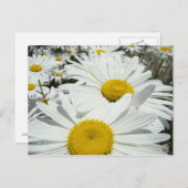 デイジーの花はがきテキストデイジーの追加 ポストカード (正面/裏面)