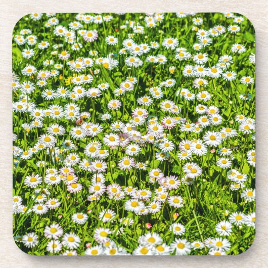 デイジーの花 コースター (正面)