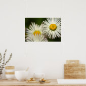 デイジーの花 フラワー 自然 写真 ポスター (キッチン)