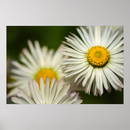 デイジーの花 フラワー 自然 写真 ポスター