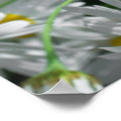 デイジーの花 ポスター (角)